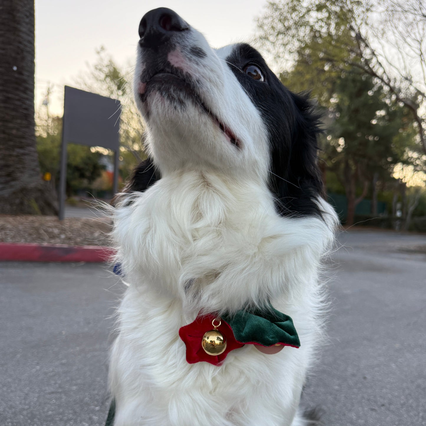 [PawMind x HIKOINU] Neck Deco items - Winter Series