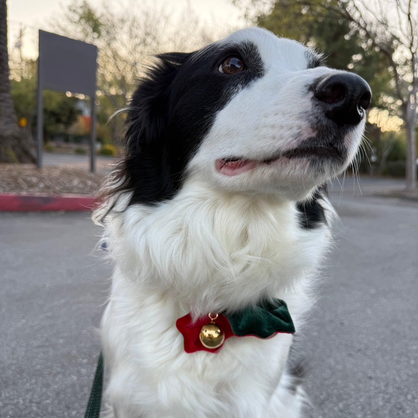 [PawMind x HIKOINU] Neck Deco items - Winter Series