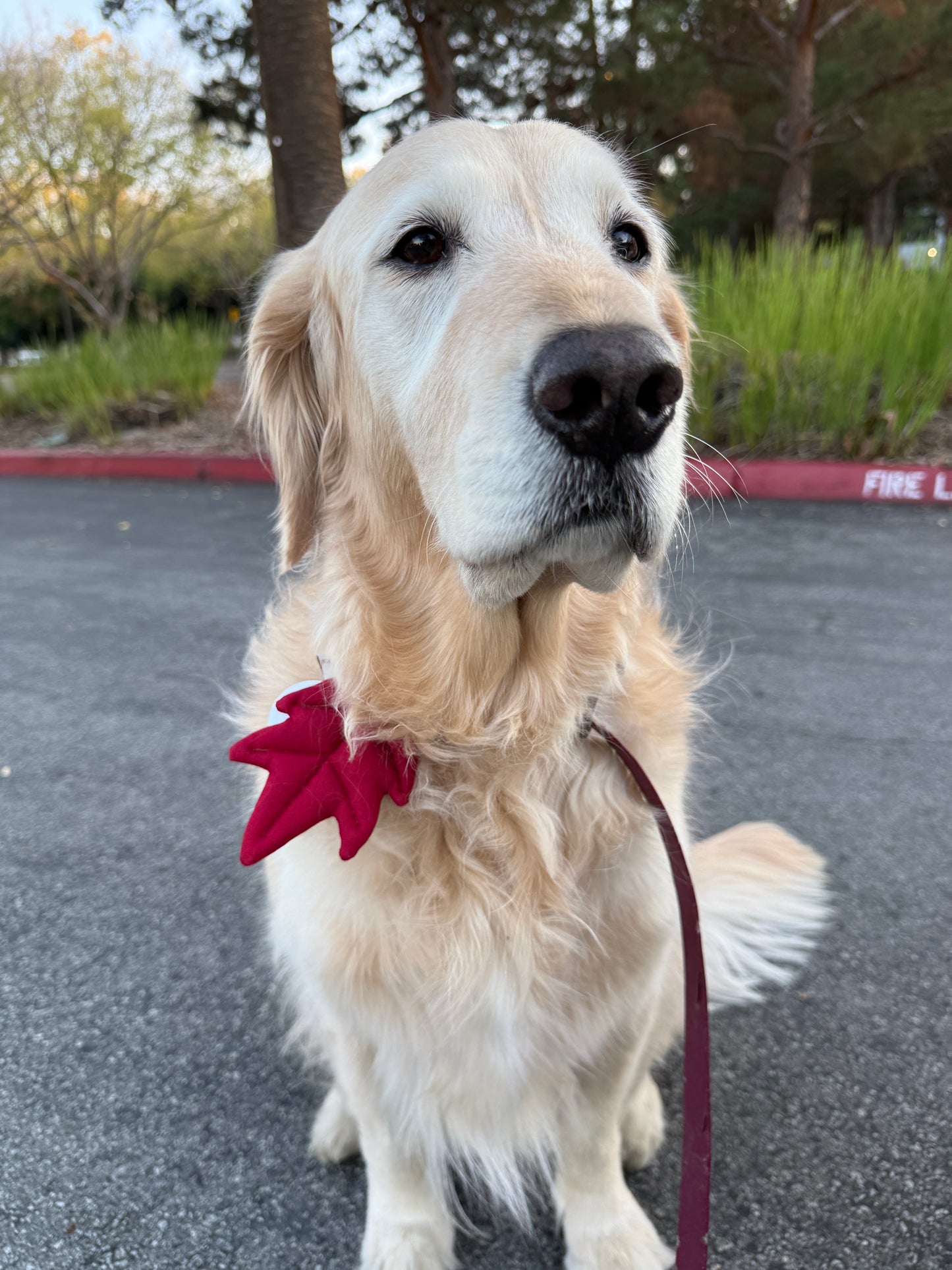 [PawMind x HIKOINU] Neck Deco items - Leaf Series (Red)