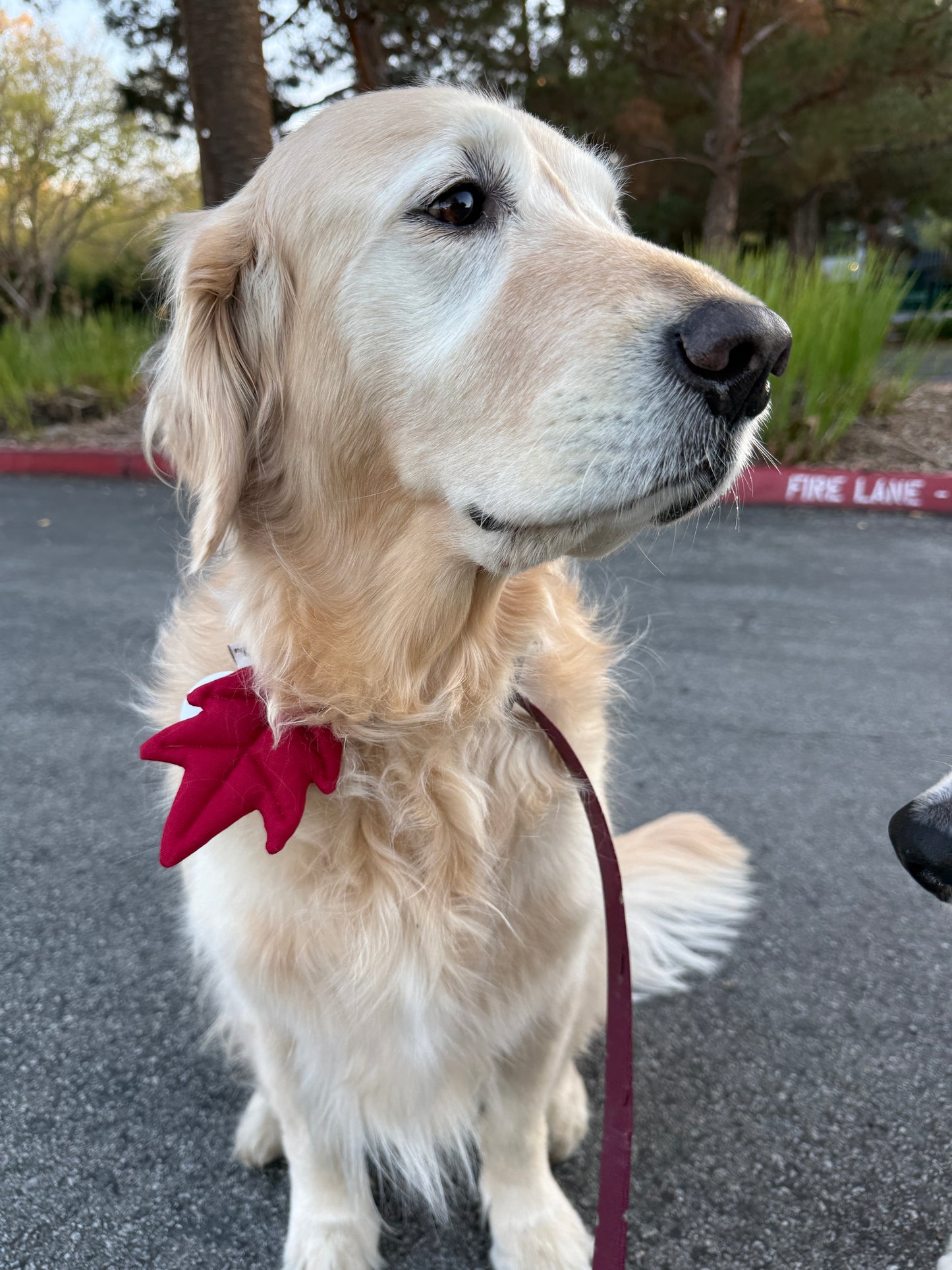 [PawMind x HIKOINU] Neck Deco items - Leaf Series (Red)