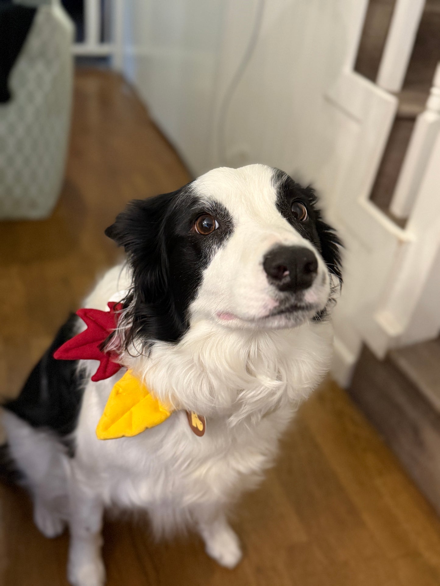 [PawMind x HIKOINU] Neck Deco items - Leaf Series (Yellow)