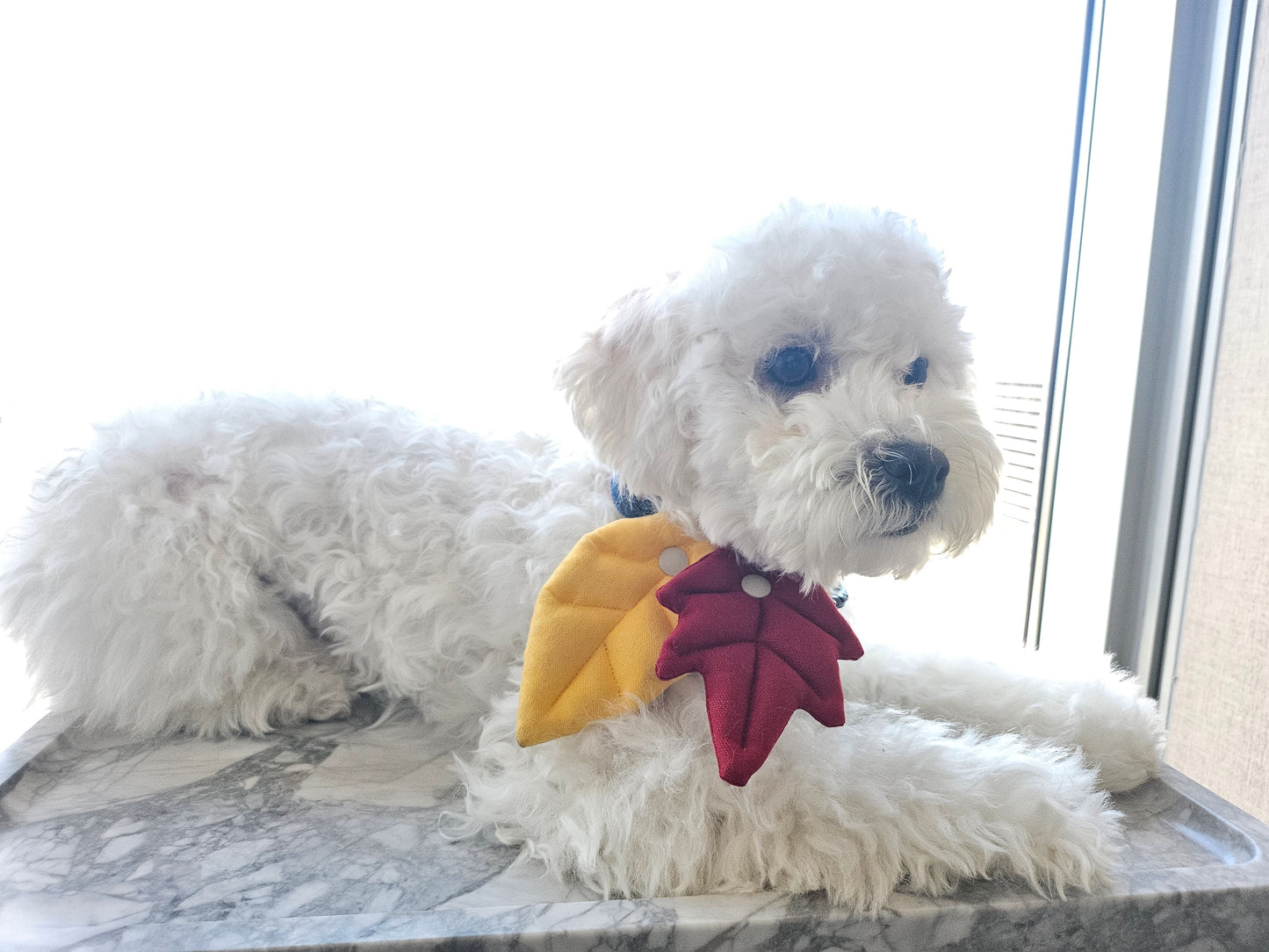 [PawMind x HIKOINU] Neck Deco items - Leaf Series (Yellow)