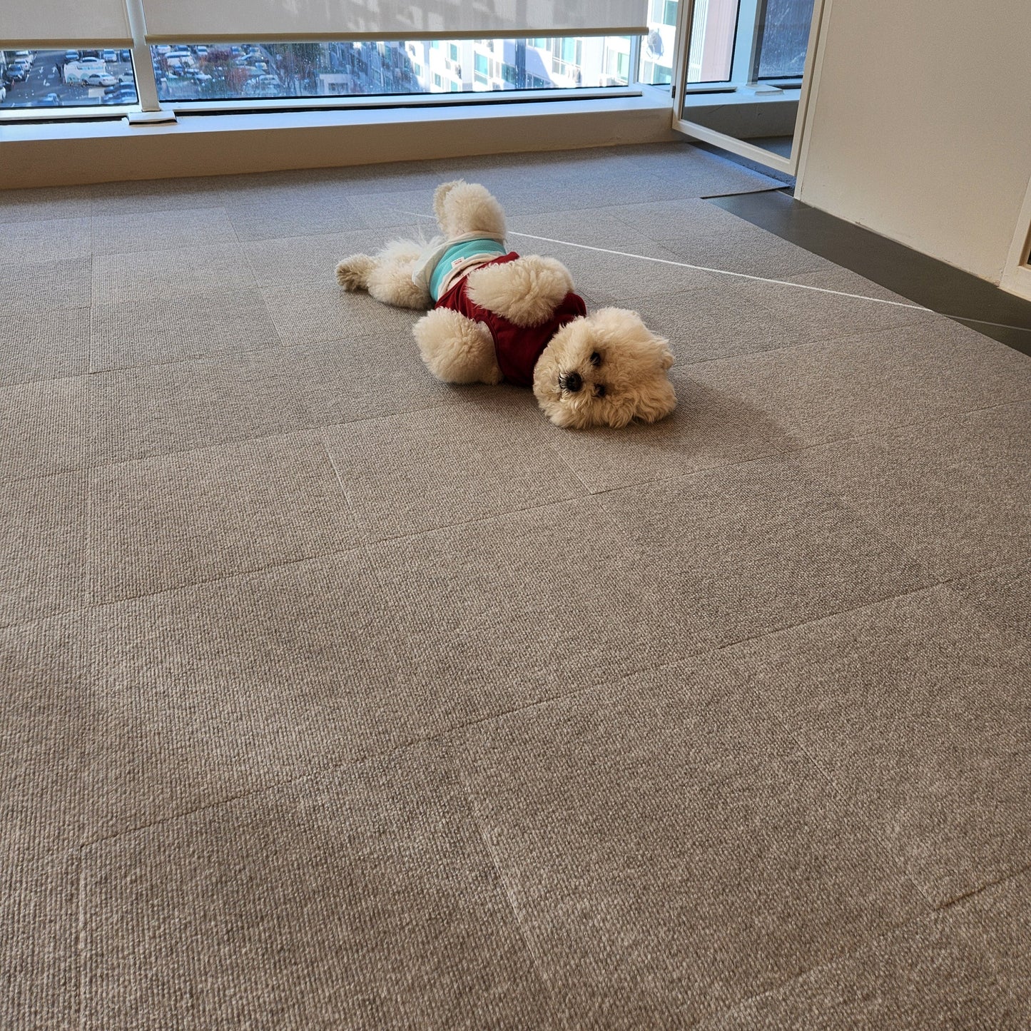 Anti-Slip Pet Wellness Mat | PawMind x Sanko (18pk)