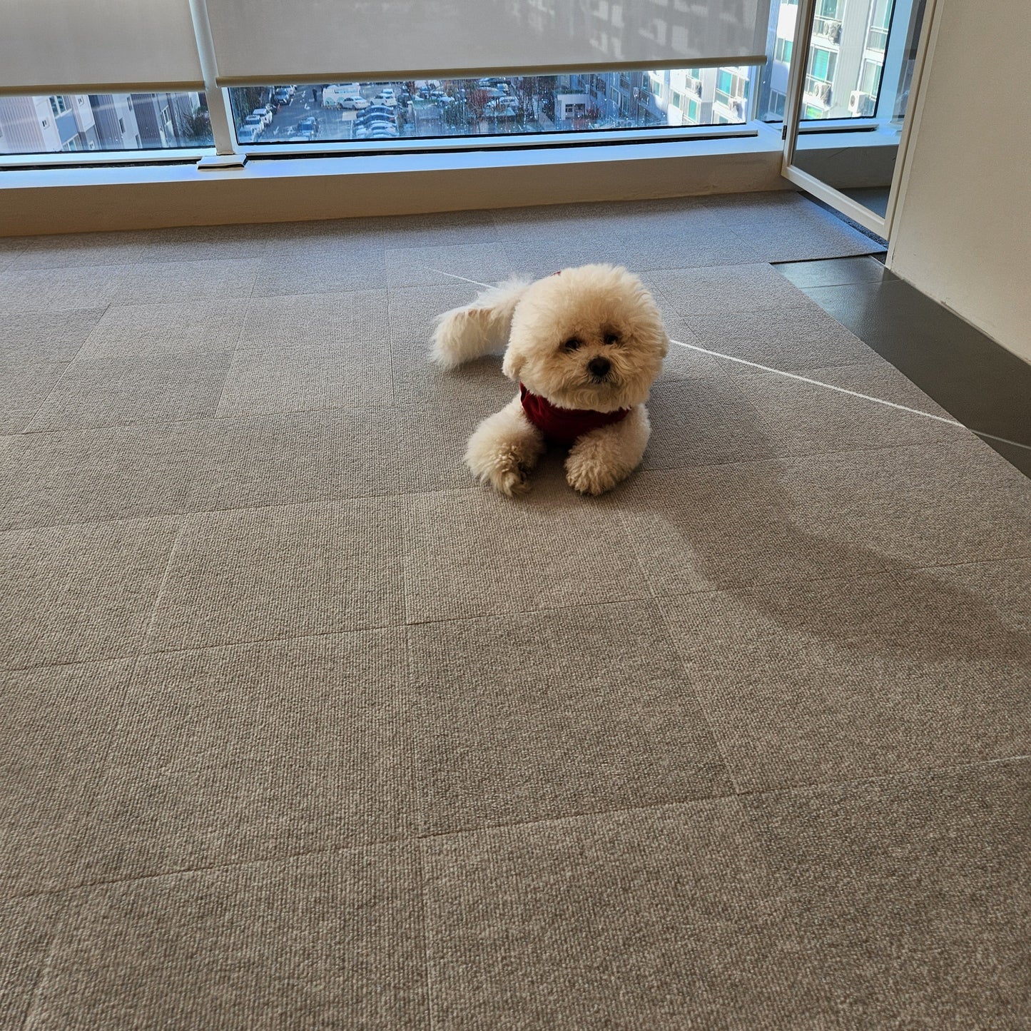 Anti-Slip Pet Wellness Mat | PawMind x Sanko (18pk)