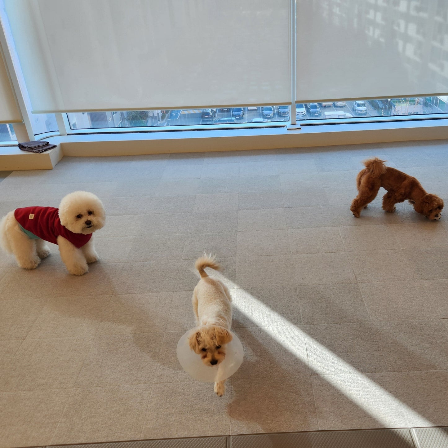 Anti-Slip Pet Wellness Mat | PawMind x Sanko (18pk)